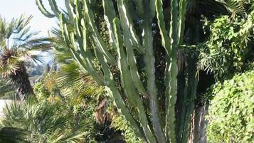 Un sentier qui traverse un jardin où l’on trouve un grand cactus et diverses plantes tropicales.