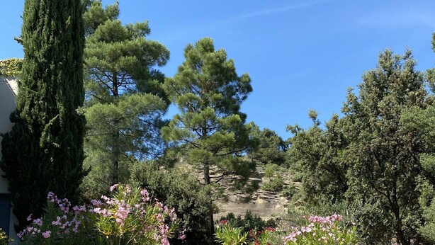 Ein klares Schwimmbecken mit Spiegelungen der umliegenden Bäume und Blumen.
