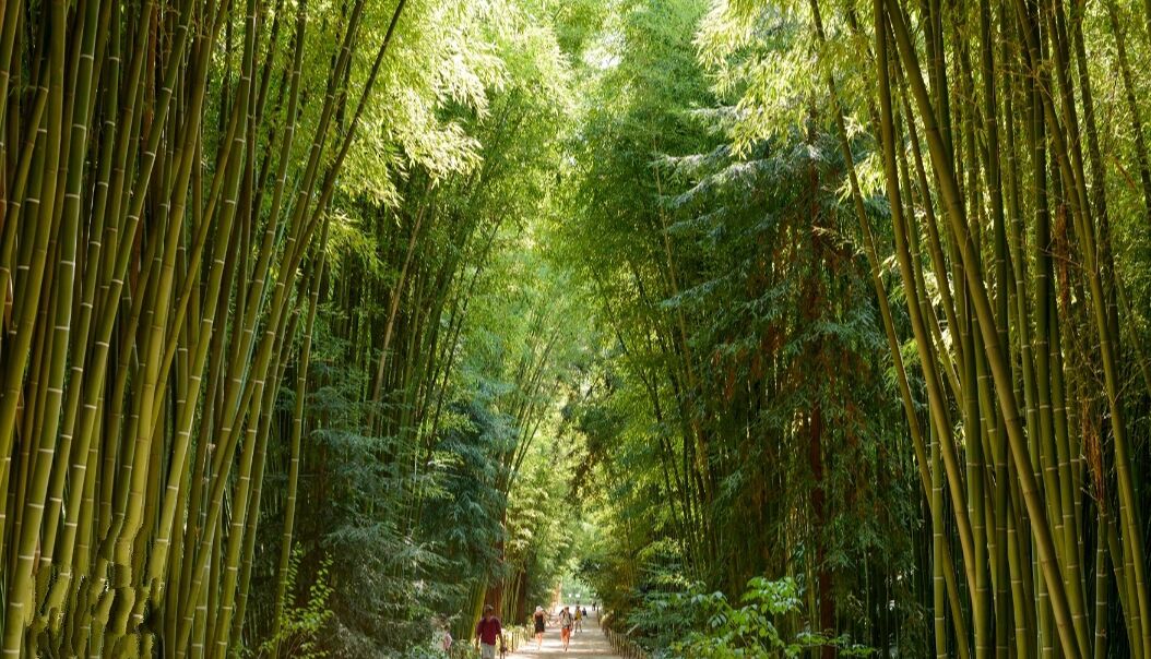 A bamboo forest pathway with people walking.