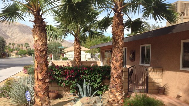 A residential area with palm trees, a cactus garden, and a house with a brick exterior. - Bright and Cheerful South Desert Home (Palm Desert)