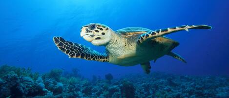 Una tortuga marina nada bajo el agua con un arrecife de coral al fondo.