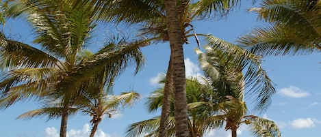 Plage à proximité, serviettes de plage