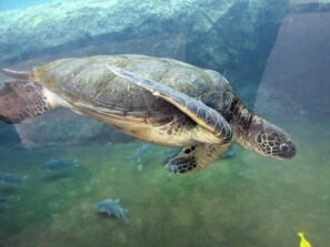 Eine Meeresschildkröte schwimmt in klarem Wasser.