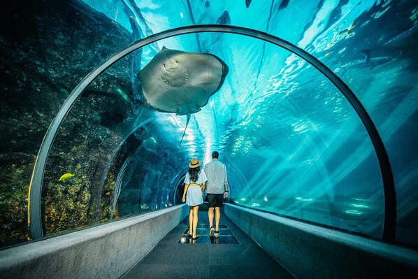 Ein Tunnel mit Glasdecke, durch die man einen Hai über sich schwimmen sehen kann.