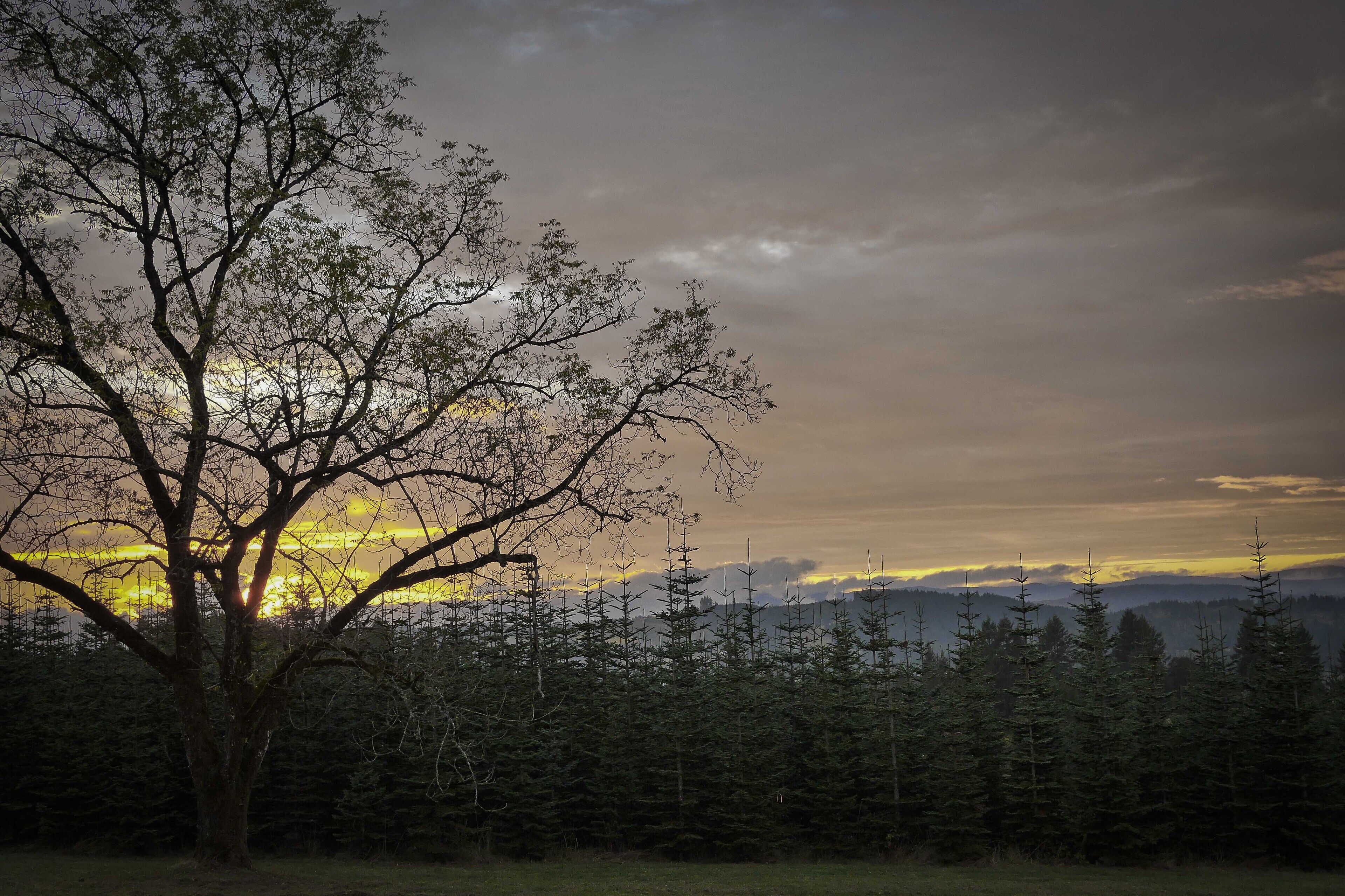 April in the Willamette Valley is bursting with blossoms and discounts!  