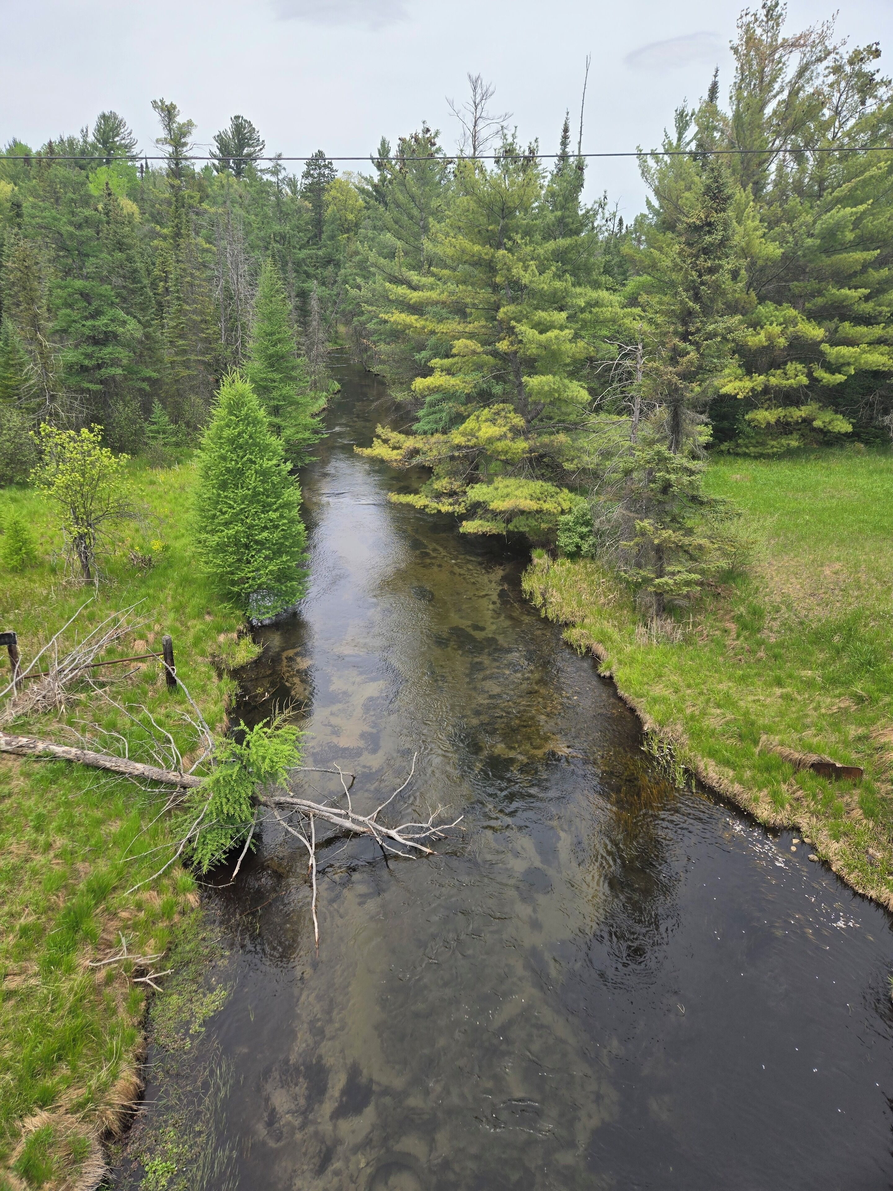 A river flowing through a forested area with trees and grassy banks.