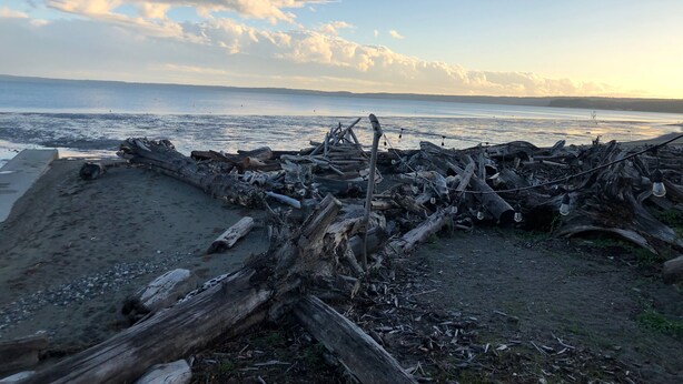 Una playa con madera a la deriva y un mar tranquilo bajo un cielo parcialmente nublado.