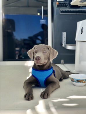 Pet-friendly