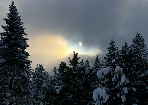 Un bosque nevado con árboles de hoja perenne y un cielo iluminado por la luna.