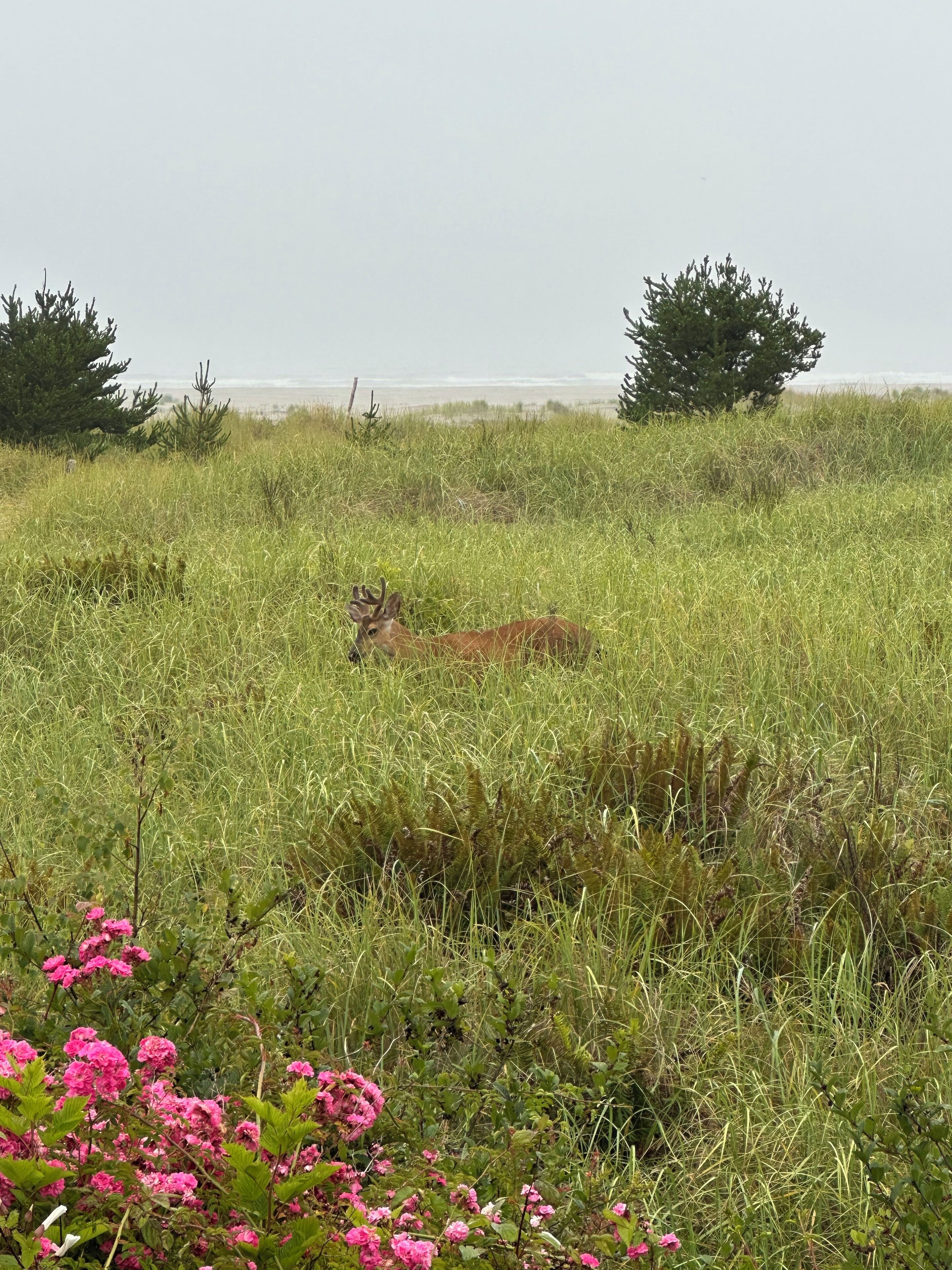 Un paysage naturel avec un cerf dans un champ herbeux, entouré d’arbres et d’arbustes.