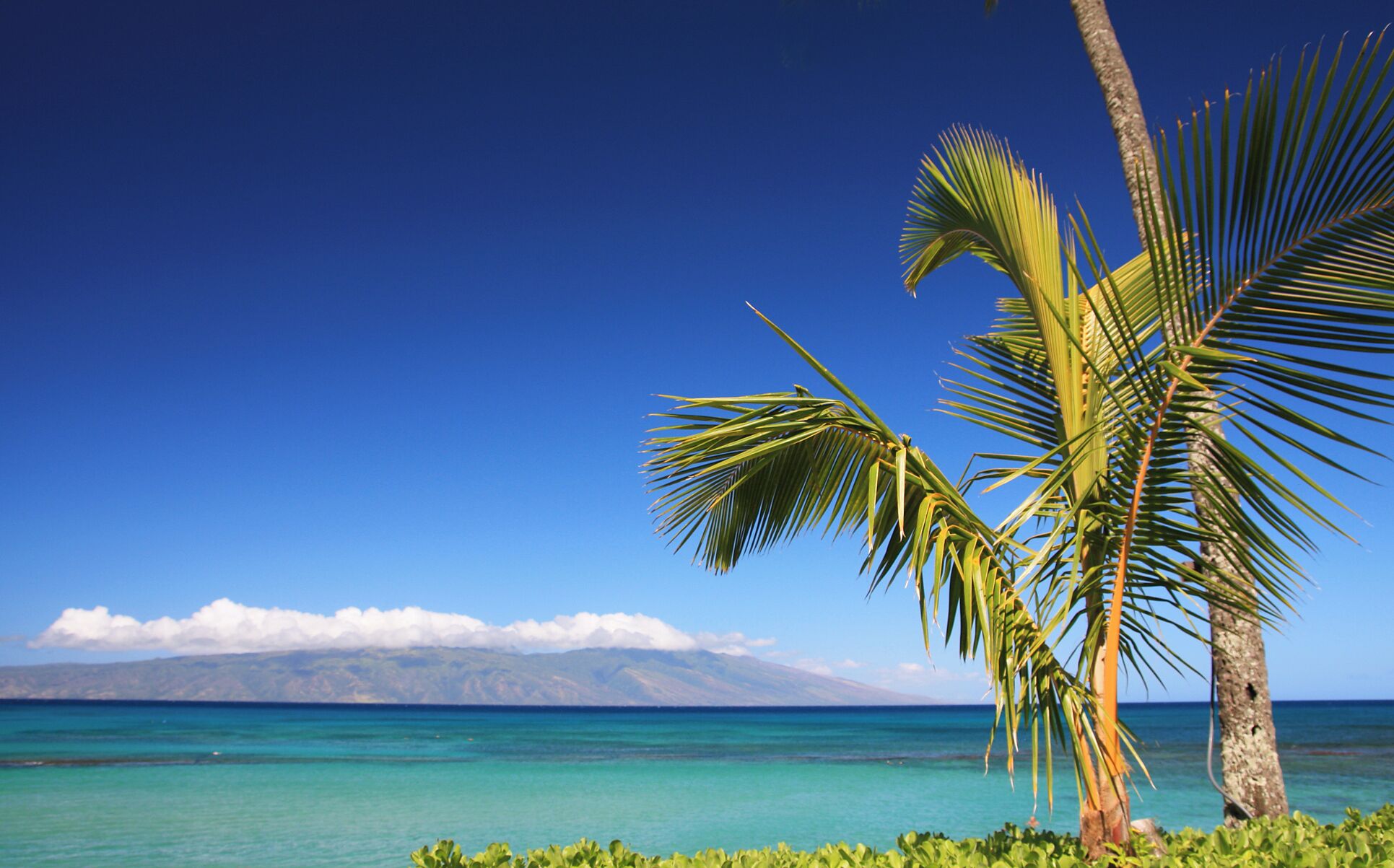 Une plage tropicale avec une eau d’un bleu limpide, un palmier et une montagne en arrière-plan.