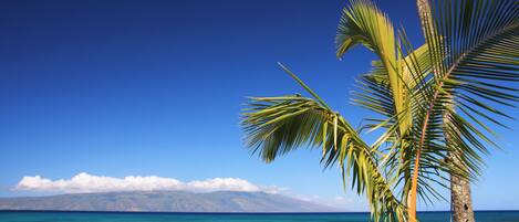 Une plage tropicale avec une eau d’un bleu limpide, un palmier et une montagne en arrière-plan.