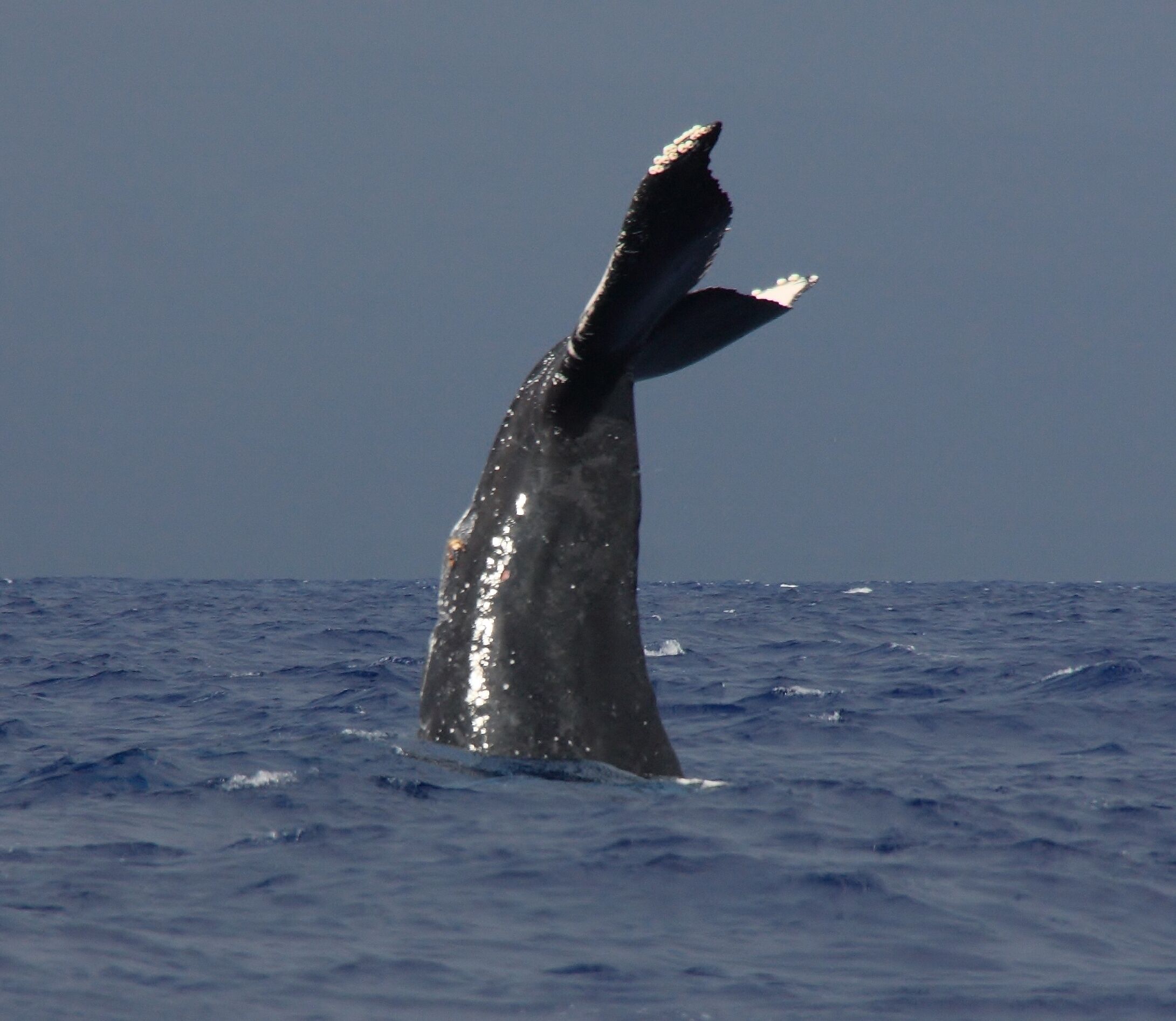 Delightful, clean condo near beach