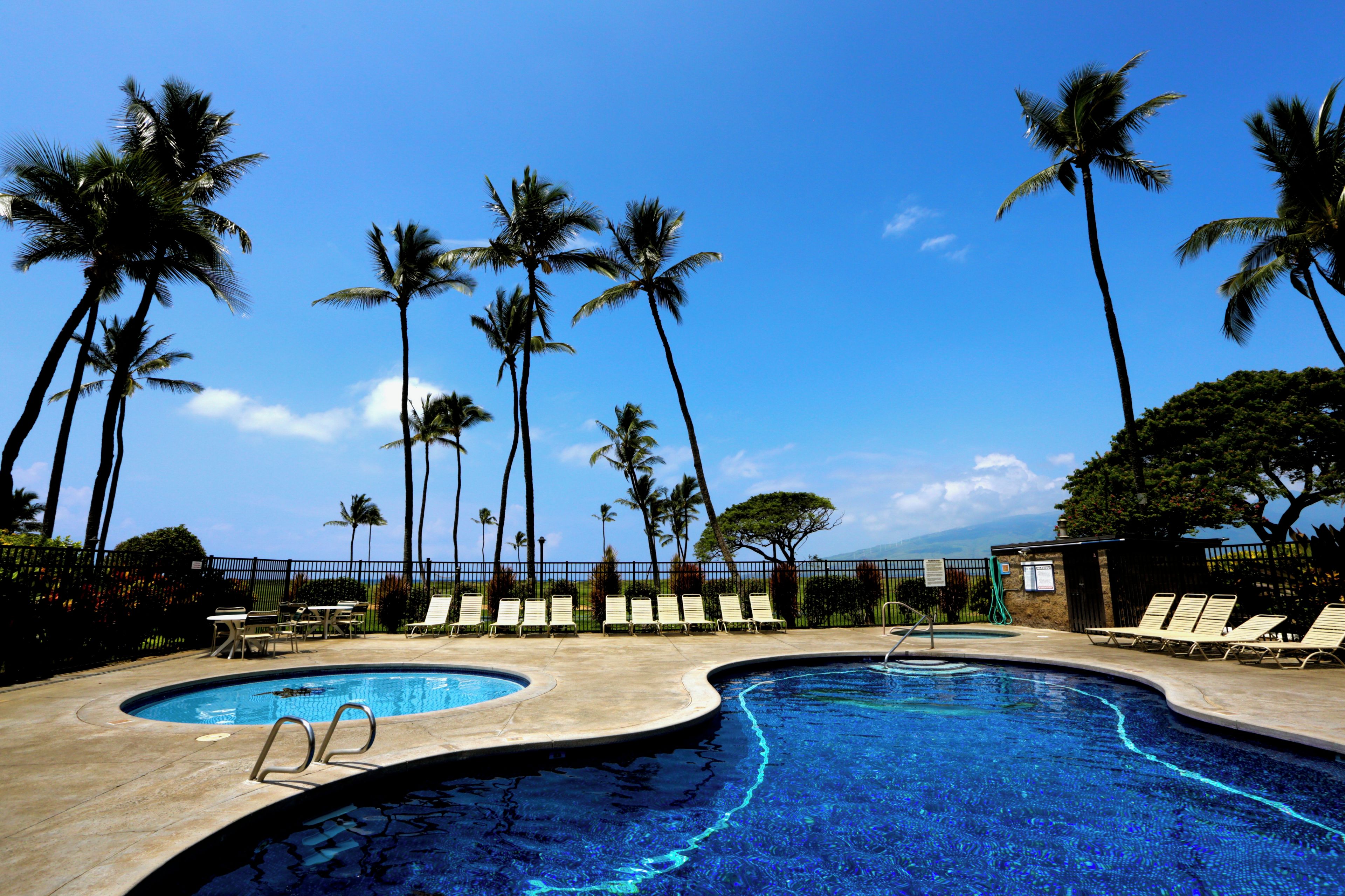 A swimming pool with lounge chairs and palm trees.