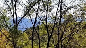A house with a sloped roof surrounded by trees and a mountain in the background. - Afton Station Cottage -Beautifully Renovated Blue Ridge Scenic Historic Setting (Afton)