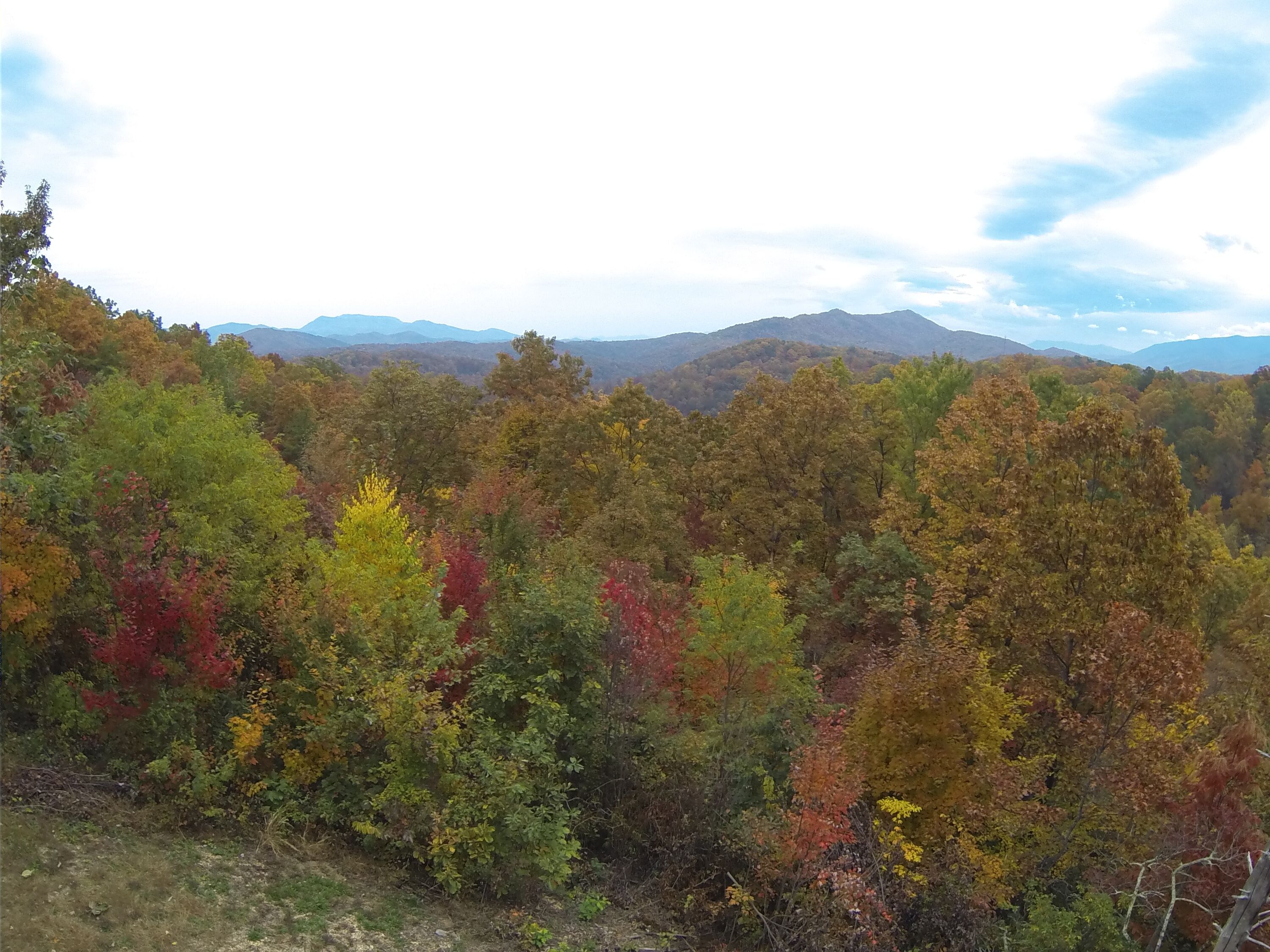 Paesaggio boschivo con diverse specie di alberi che mostrano colori autunnali.
