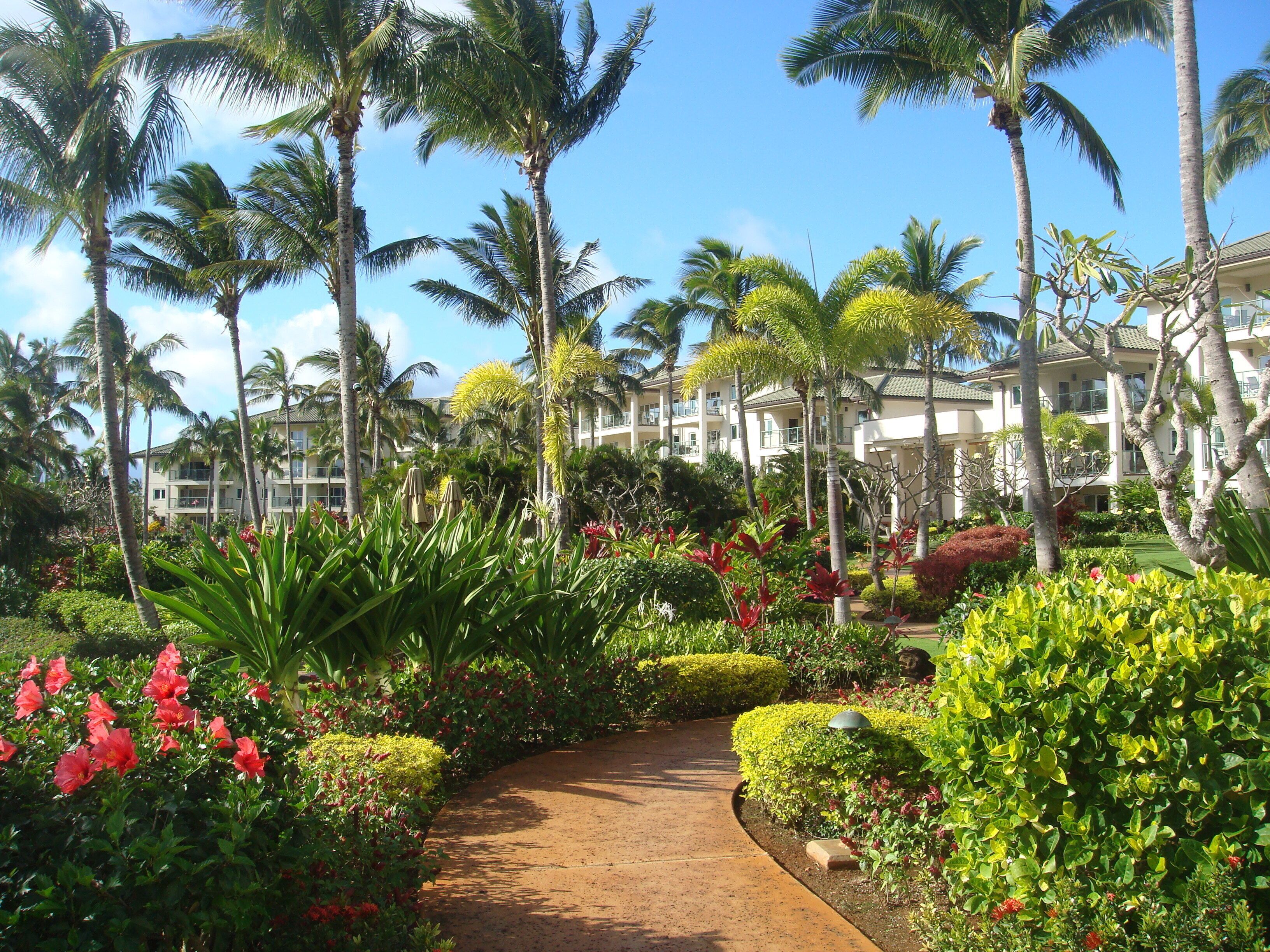 Un sentier menant à un complexe hôtelier bordé de palmiers et de plantes tropicales.