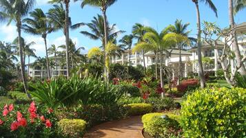Un sentier menant à un complexe hôtelier bordé de palmiers et de plantes tropicales.