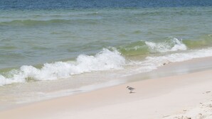 Una playa con olas acercándose a la orilla y un ave posada en la arena.