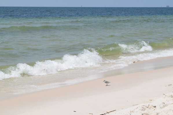 A beach with waves approaching the shore and a bird standing on the sand.