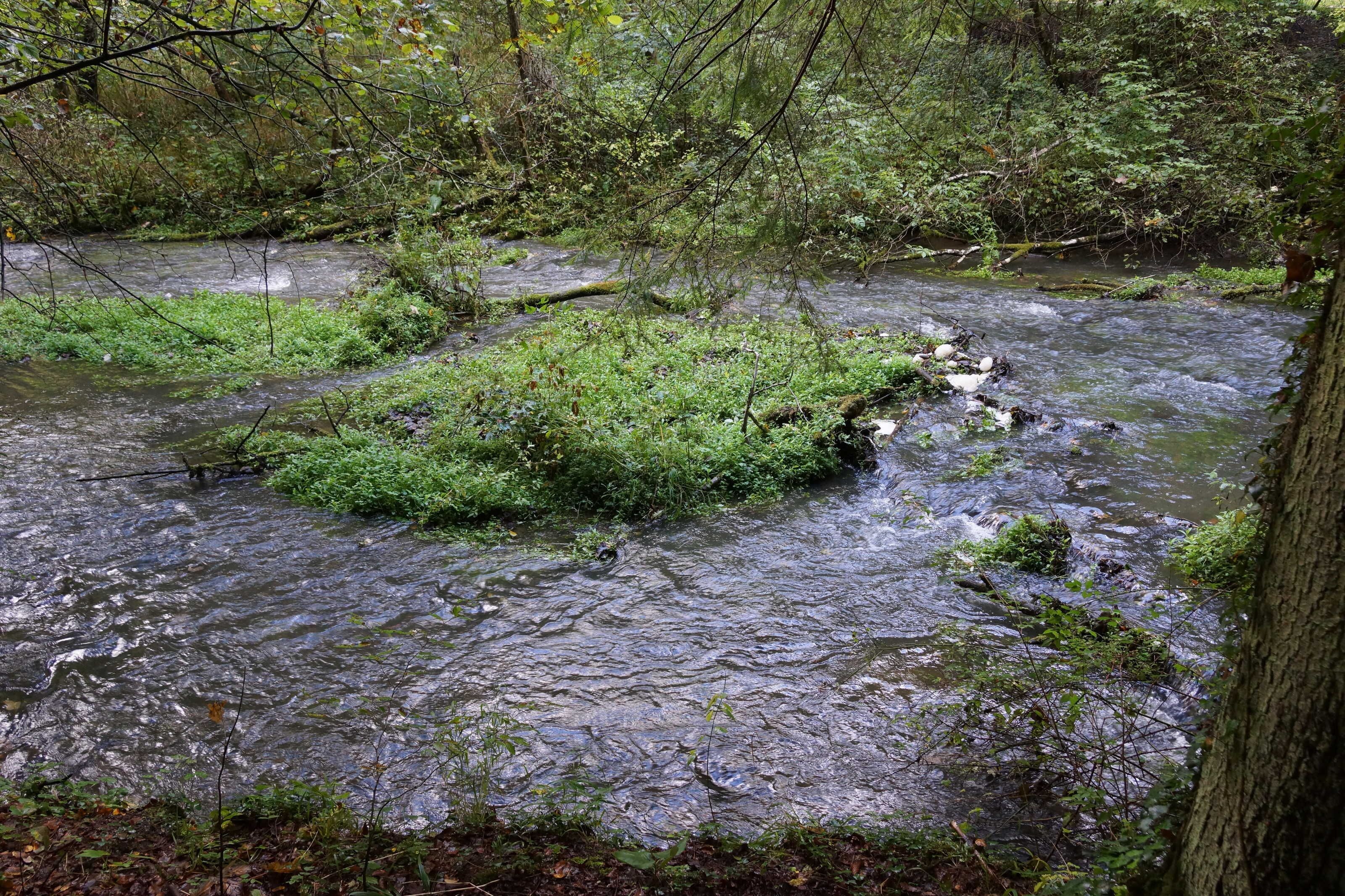 A natural stream with surrounding greenery.