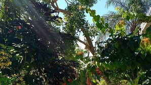 Un camí vorejat per vegetació exuberante i plantes en testos, que condueix a l'entrada d'un edifici.