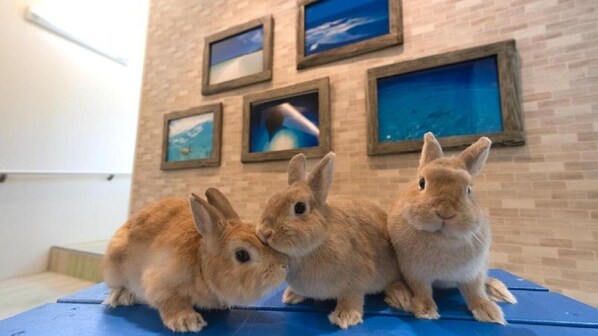 Three rabbits sitting on a blue mat against a brick wall with framed pictures. - Little Mermaid Hotel Ishigakijima (Ishigaki)