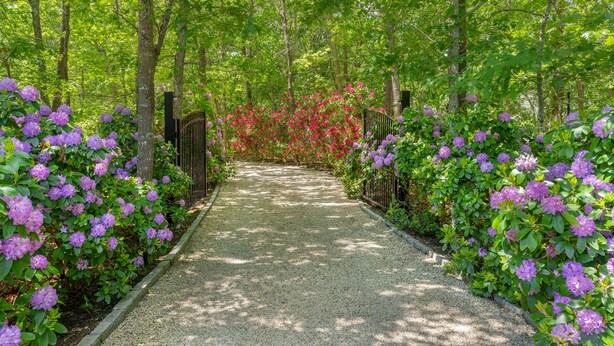 A gravel pathway flanked by lush greenery and flowering shrubs, leading through a forested area. - Hamptons Retreat w/ Pool & Tennis - 90min from NYC (Quogue)