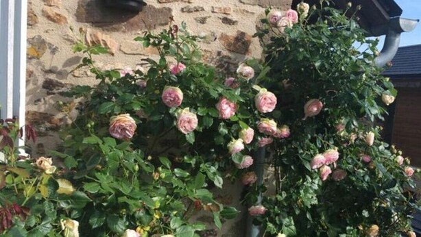 A stone building with a climbing rose bush. - Périgord - Country house (Beynat)