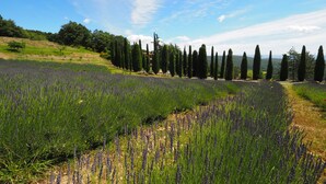 A lavender field with tall cypress trees in the background. - Lilium, splendid villa with outdoor space, on the hills of San Giminiano (San Gimignano)