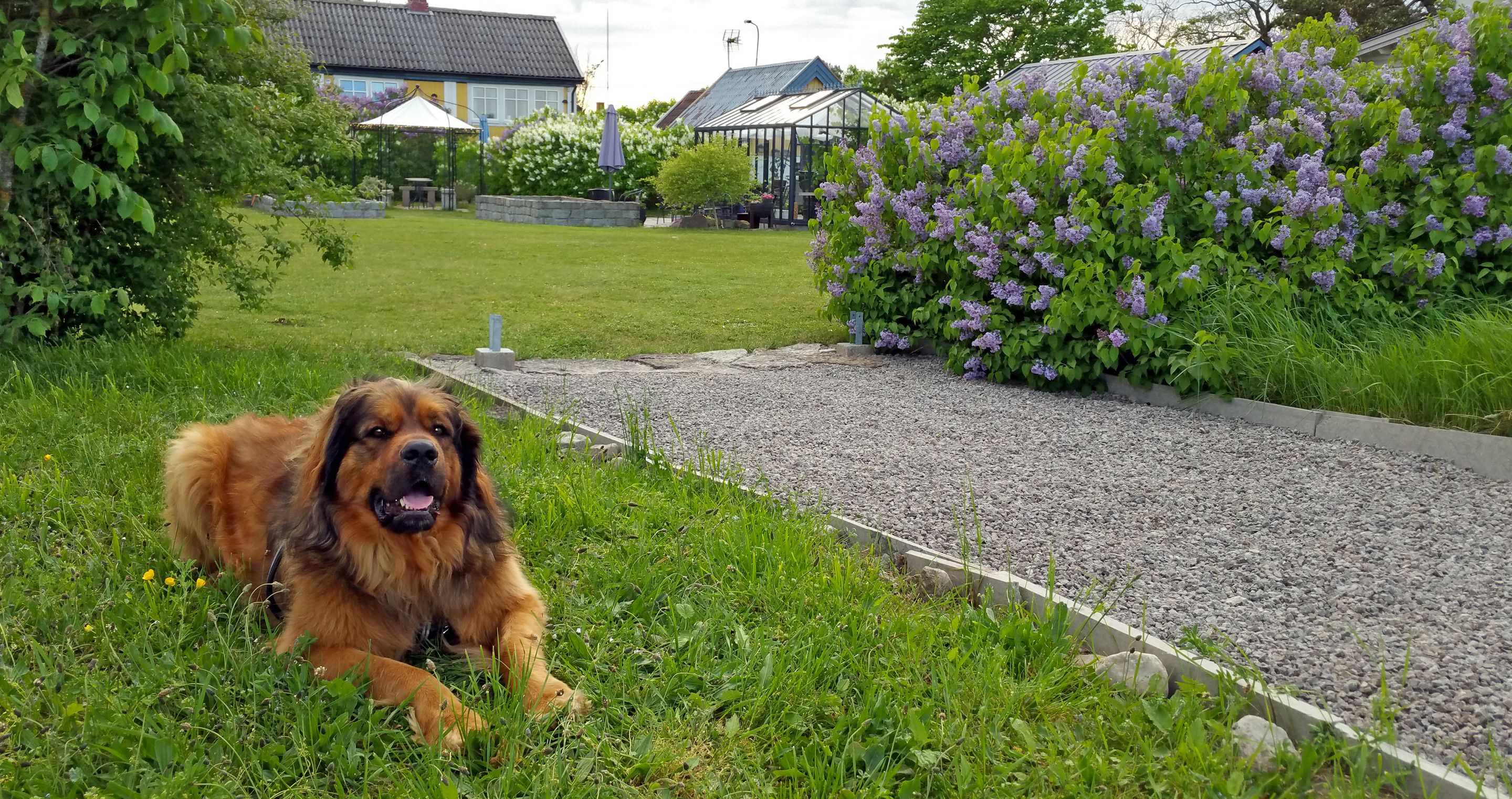 A dog lying on grass in a garden area with a gravel path, surrounded by greenery and a house in the background.