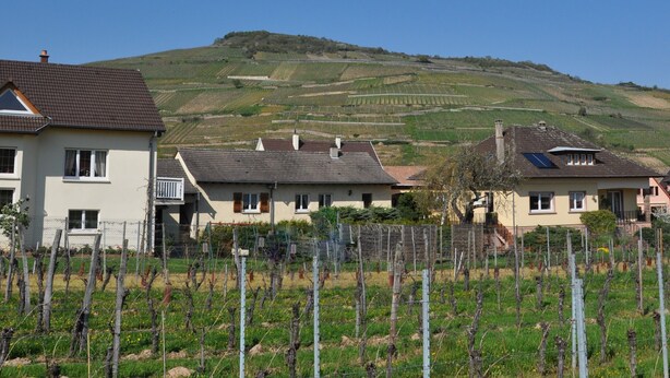 Zona residencial con casas y viñedos.