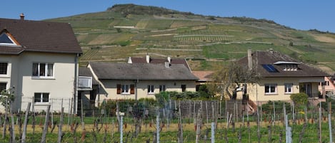 Zona residencial amb cases i vinyes.