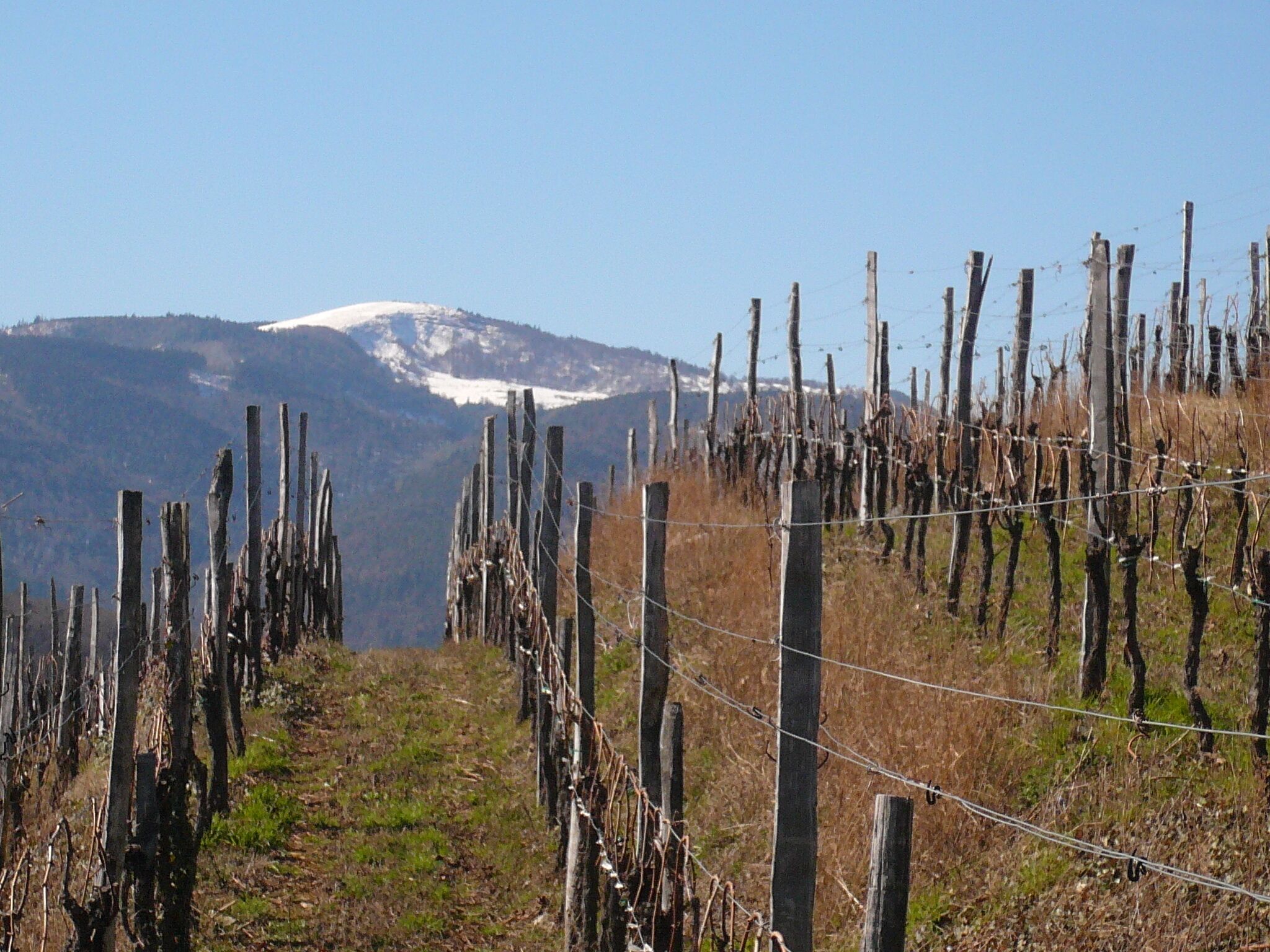 Un vignoble avec des rangées de vignes et une montagne en arrière-plan.