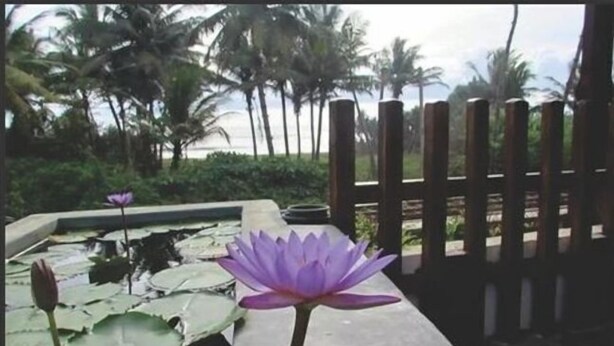 A lotus flower in a pond with a wooden fence and palm trees in the background. - Whispering Ocean (Panadura)