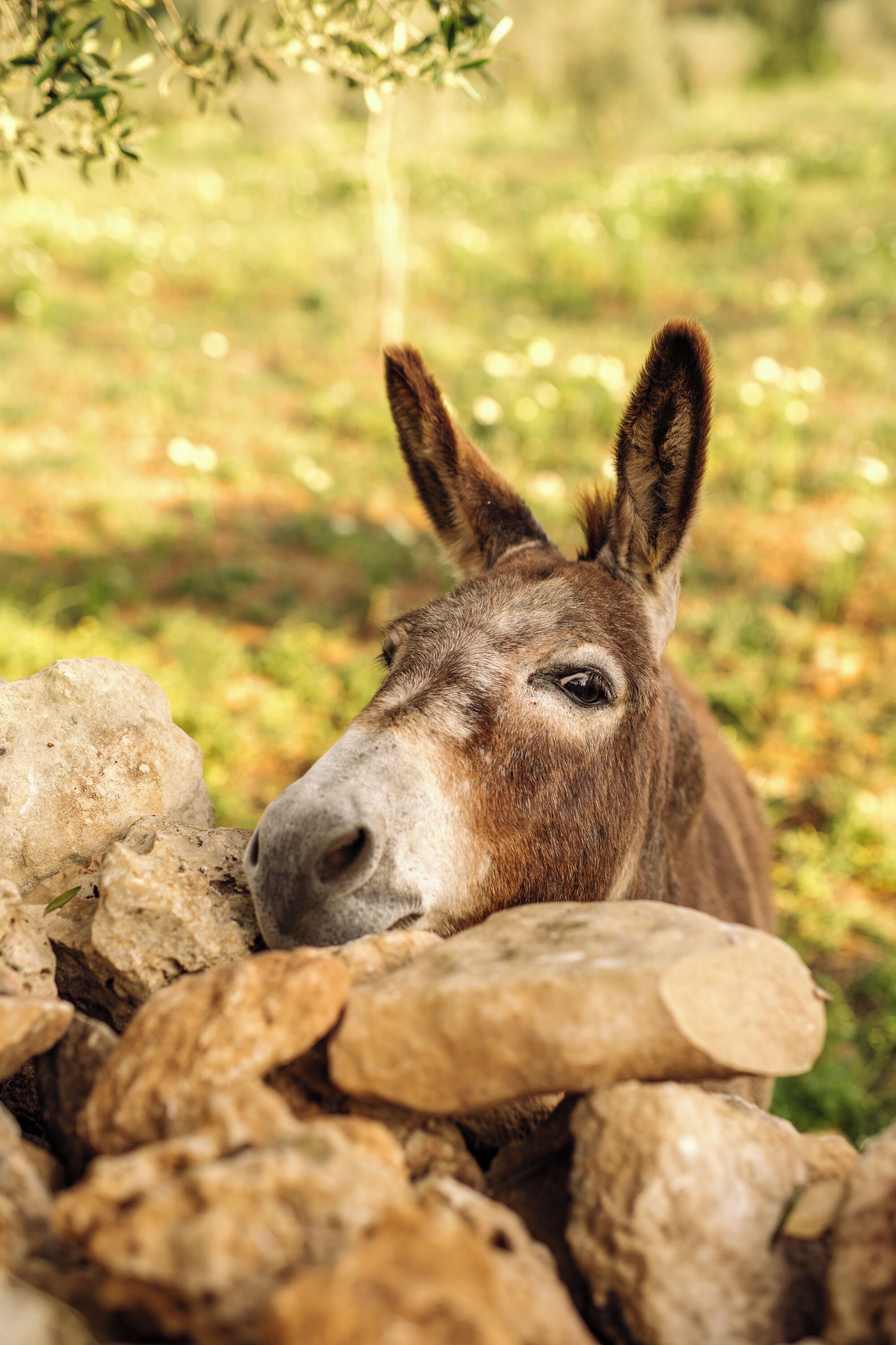 A donkey resting among rocks.