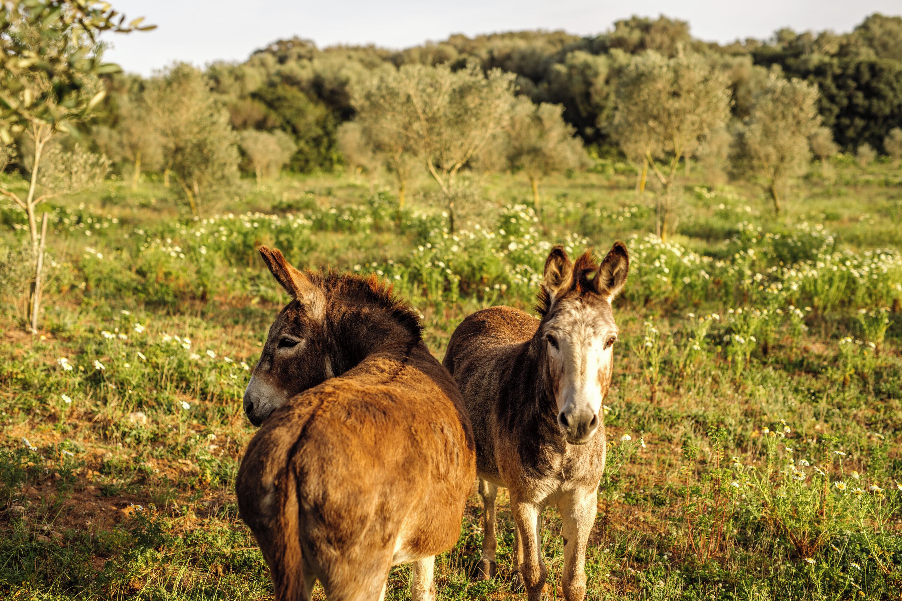 Photo - Amagatay Luxury Boutique Hotel - Adults Only