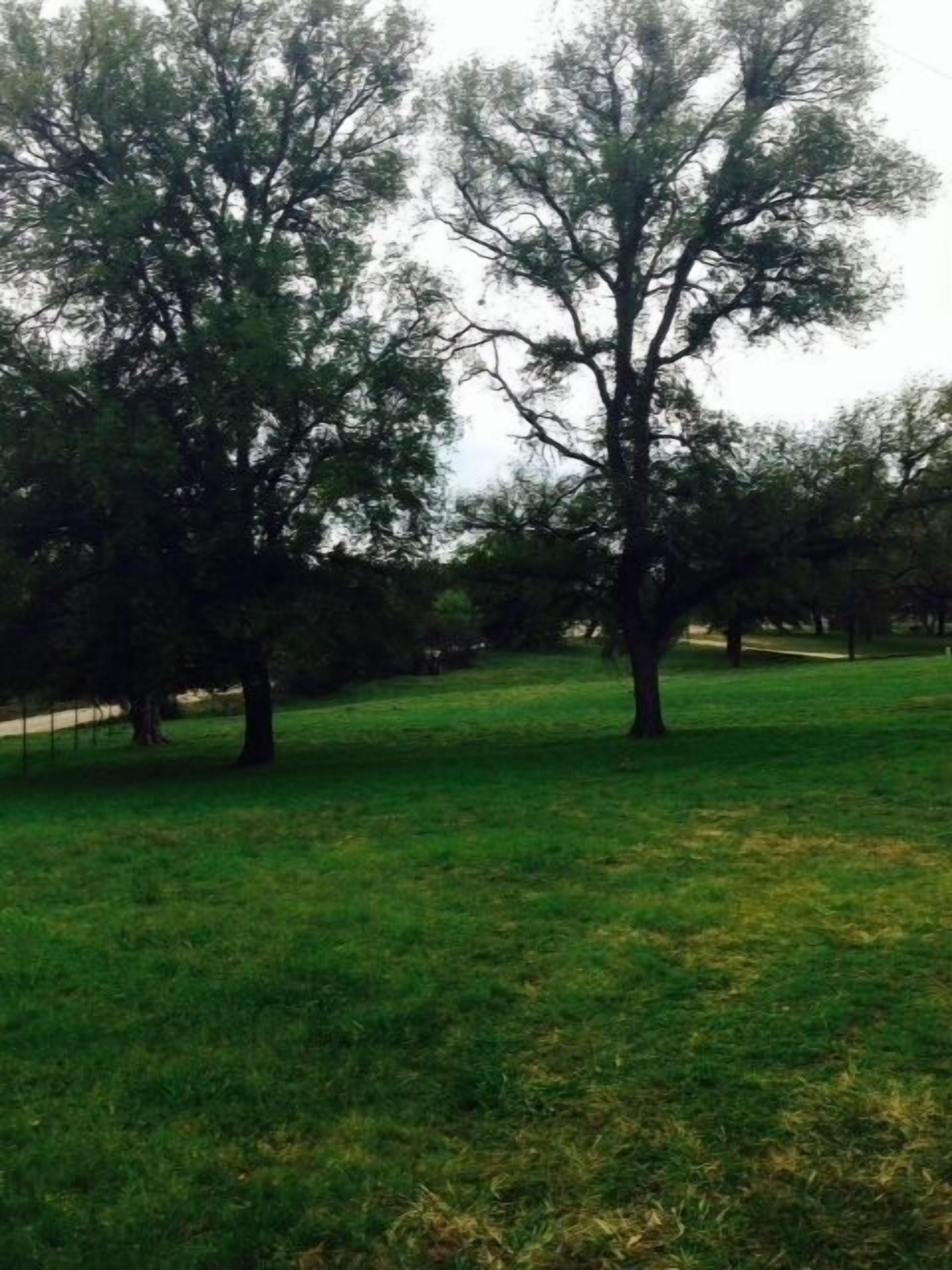 A grassy area with trees.