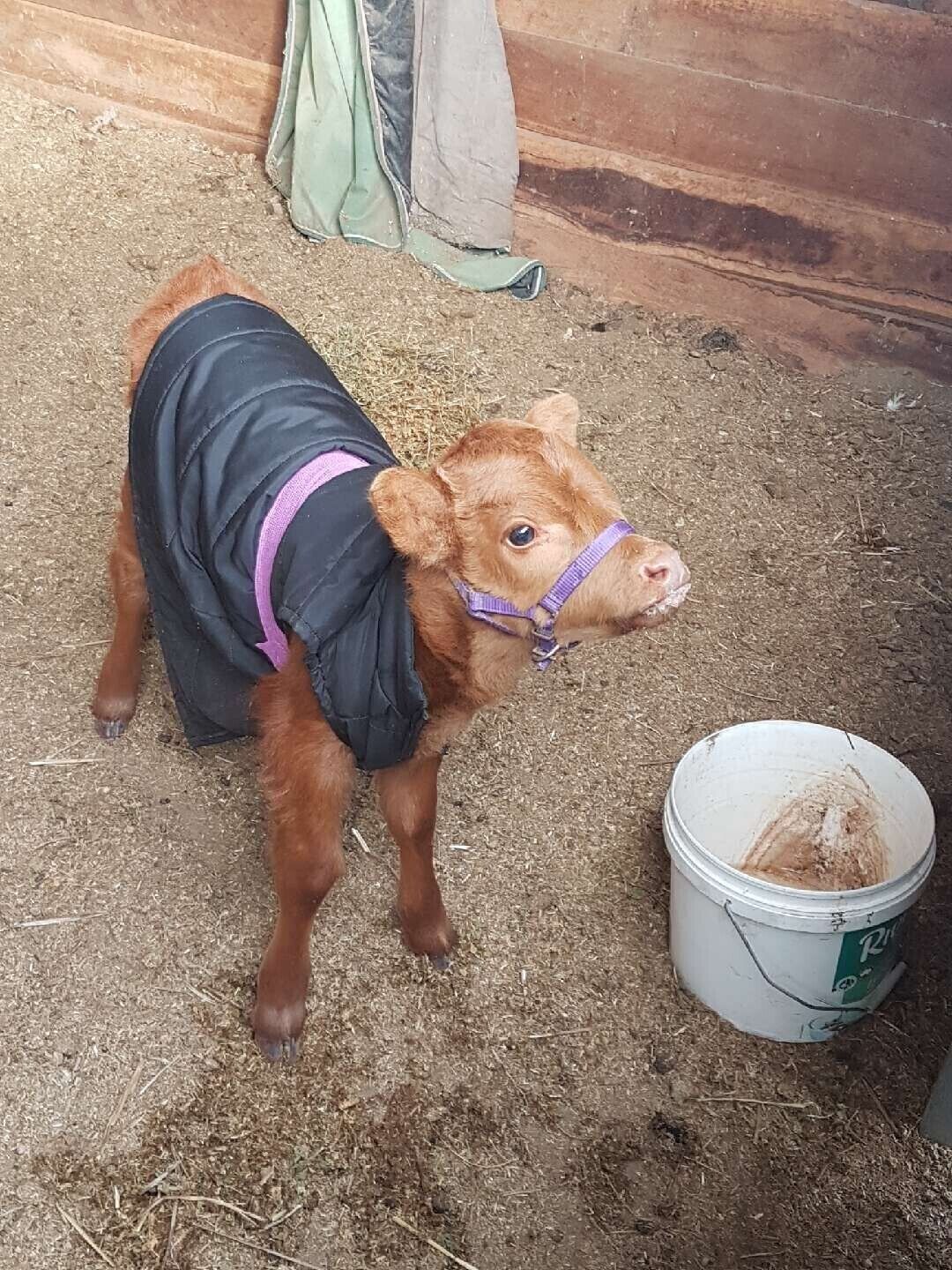 Peg's Place Farm Stay - 佩格斯广场欢迎游客 — image 9