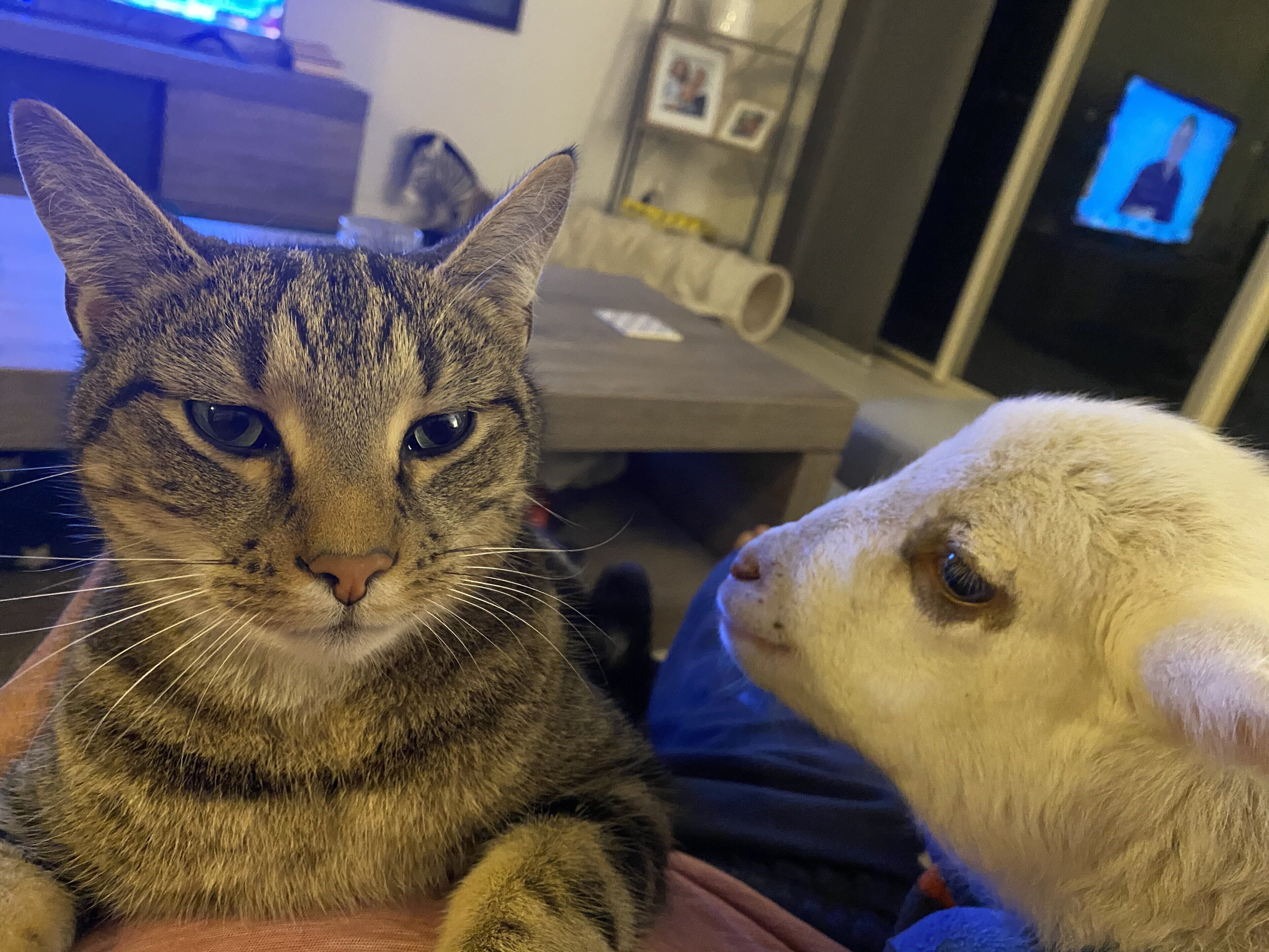 Peg's Place Farm Stay - 佩格斯广场欢迎游客 — image 19