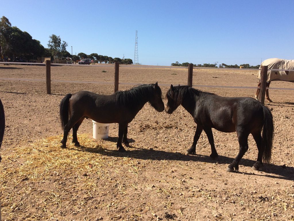 Peg's Place Farm Stay - 佩格斯广场欢迎游客 — image 8