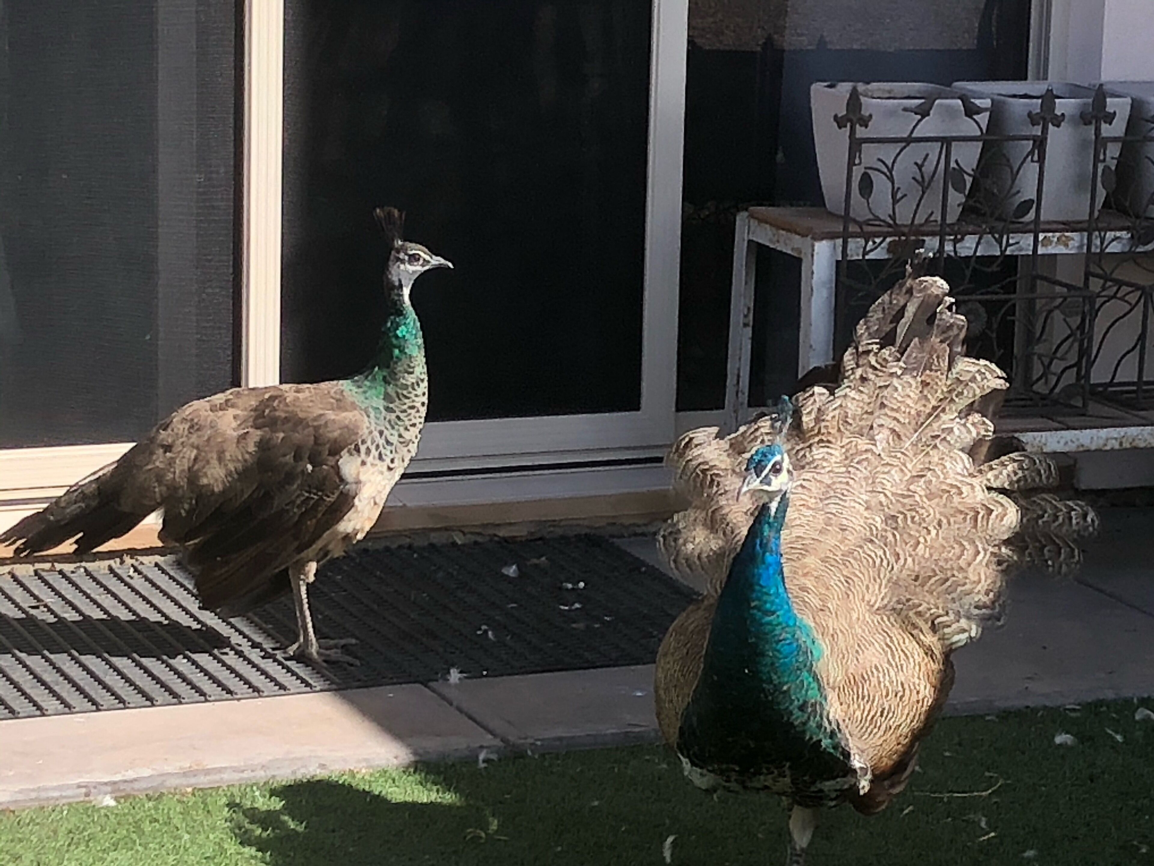 Peg's Place Farm Stay - 佩格斯广场欢迎游客 — image 30