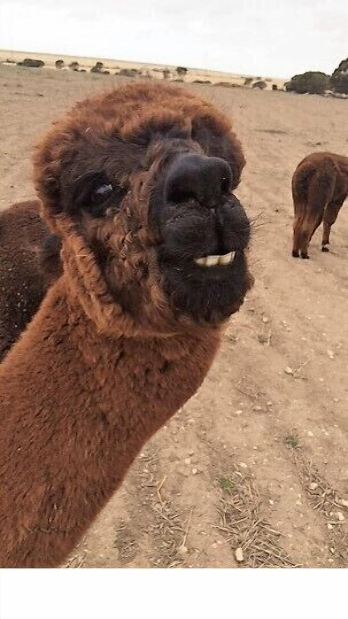 Peg's Place Farm Stay - 佩格斯广场欢迎游客 — image 7