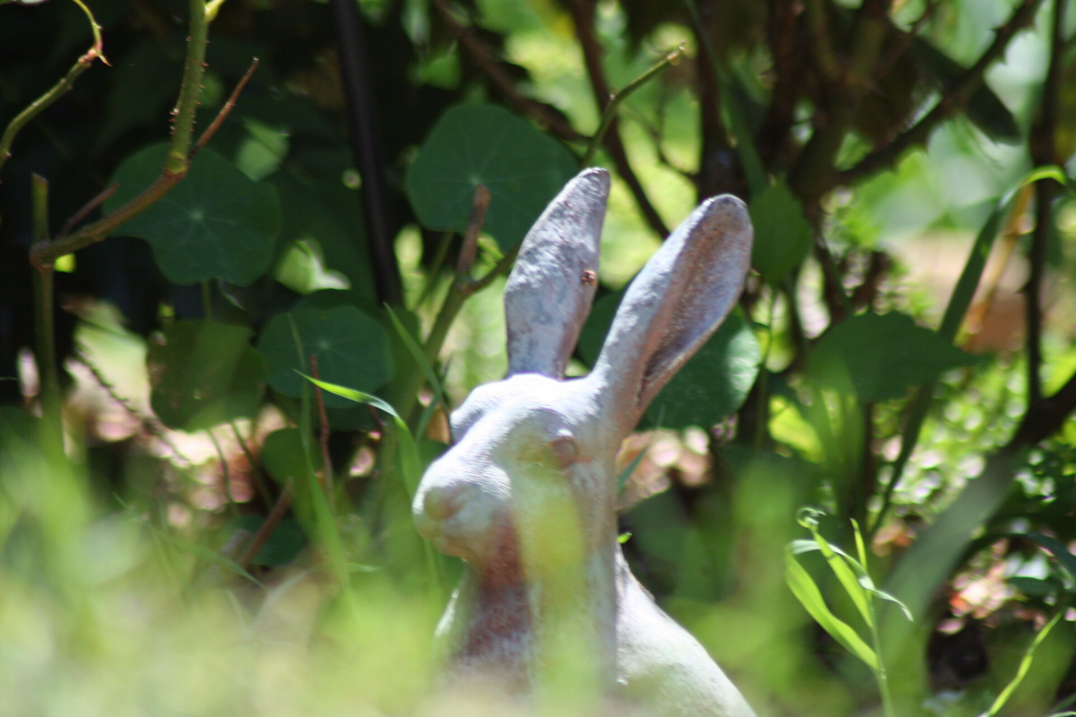 Un gros plan de la tête d’un lapin, avec ses grandes oreilles bien visibles, entouré de verdure.