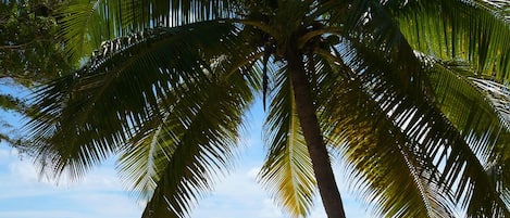 On the beach, sun-loungers, beach towels