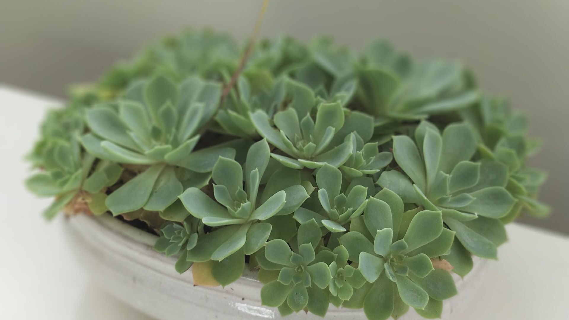 Nessie's House Hobart — image 3