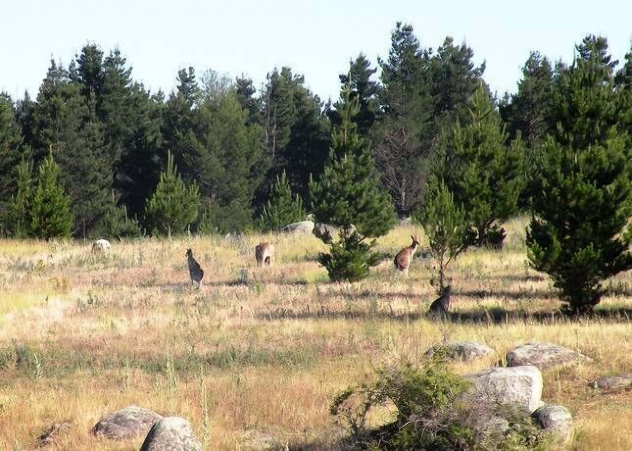 Lachney Cottage Dalgety - Snowy Mountains Holiday Accommodation — image 20