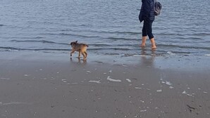 A beach scene with a dog and a person walking along the shore. - Idyllically situated. 90m2 apartment for families + travelers up to 5 persons + garden + terrace near the North Sea 🐟 (Marienhafen)