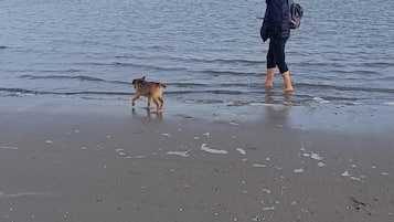 Ligstoelen aan het strand