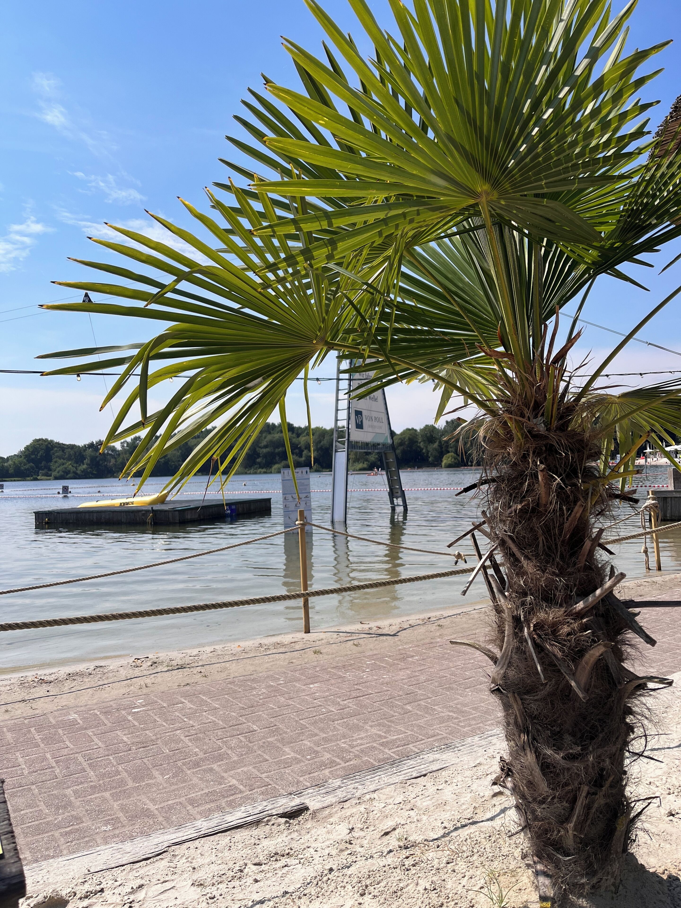 Una palmera frente a la costa, con un muelle y un cartel al fondo.